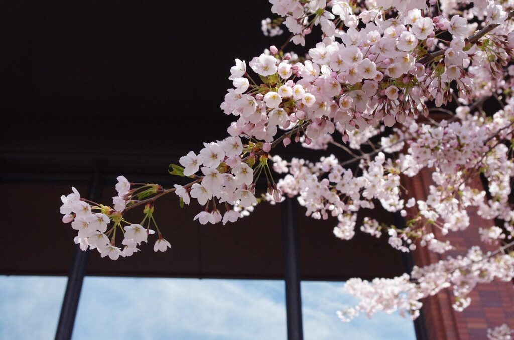 札幌の占い師で評判の口コミおすすめはどこ？