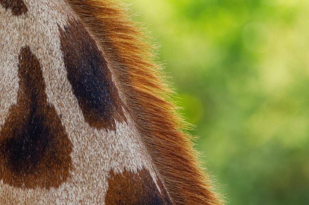 彼女の気持ちを占いで知る方法とは？