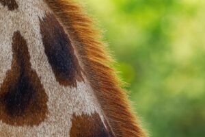 彼女の気持ちを占いで知る方法とは？